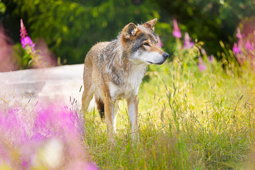 Large male grey wolf in beautiful grass meadow in the forest