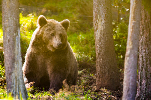 Large adult brown bear in the forest