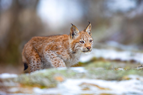 Eurasian lynx hunting in the forest at early winter