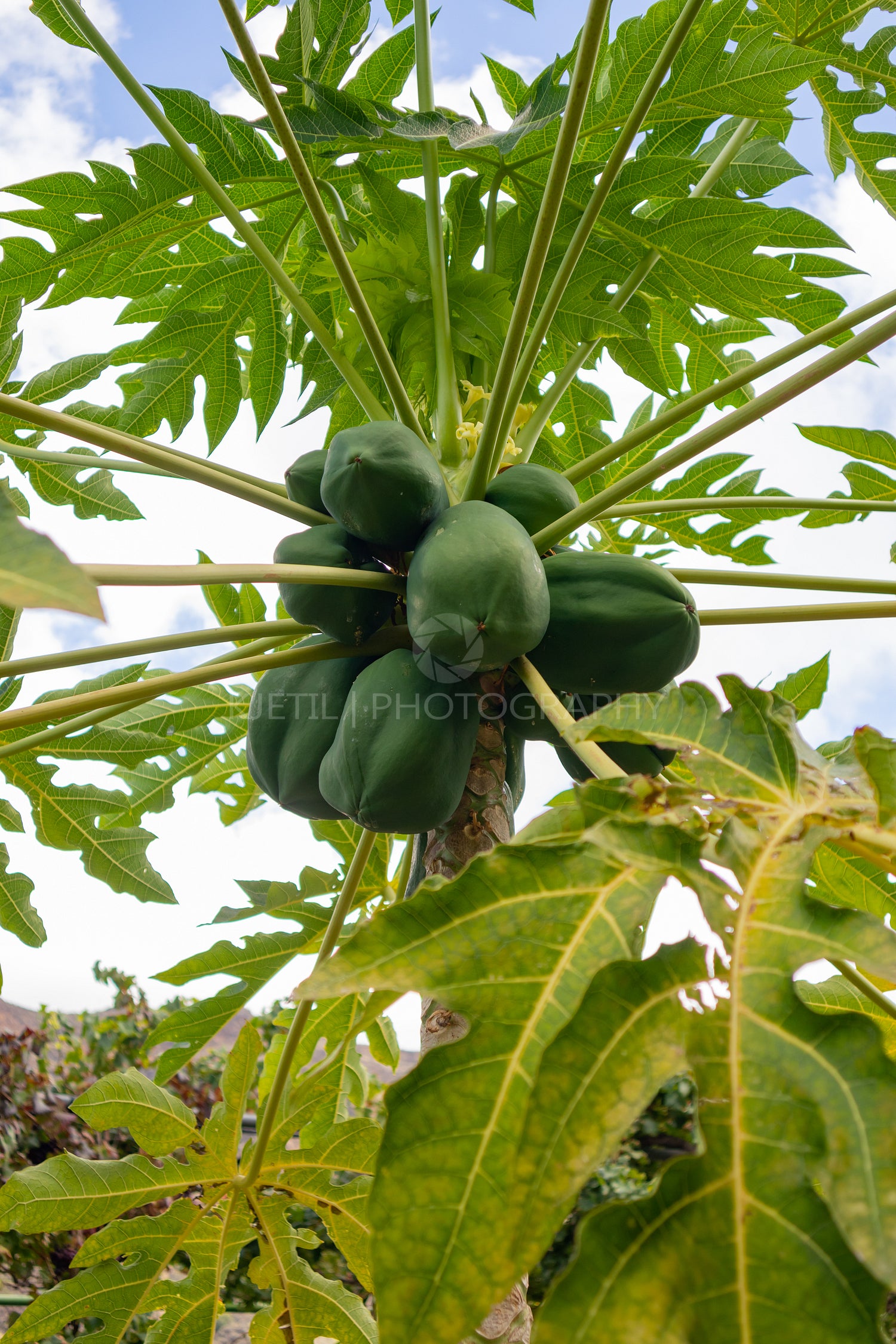 Fresh Green Papayas Growing On Tree At Plantation