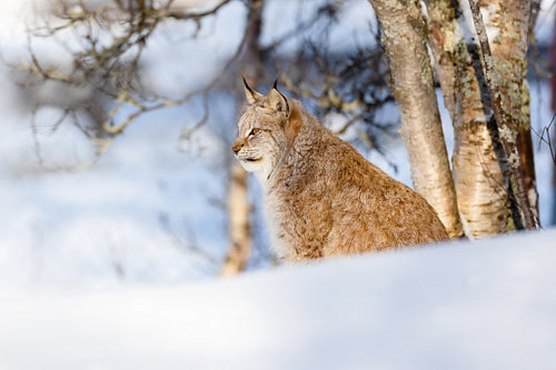 Wild cat sitting on snow by bare trees in nature