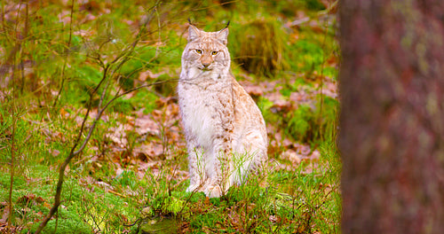 Proud young european lynx sits in the autumn forest