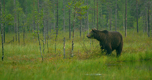 Free large adult brown bear walking in the forest at night