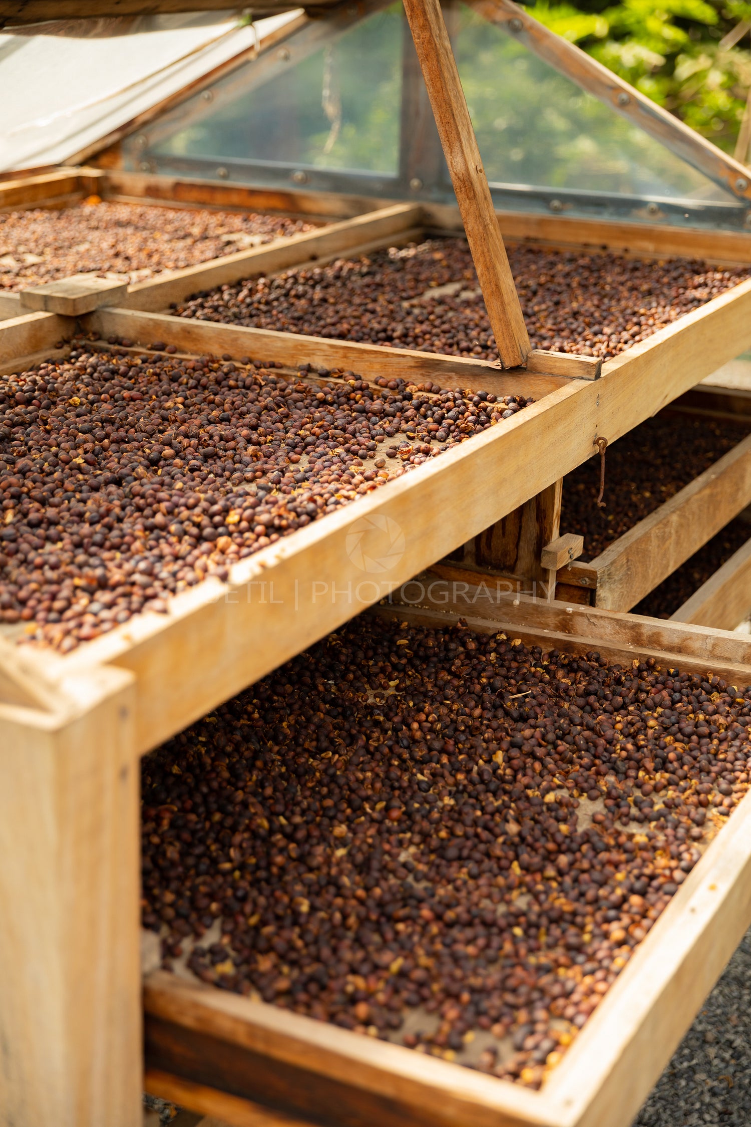 Close-up of Raw Coffee Beans Drying In Wooden Crates