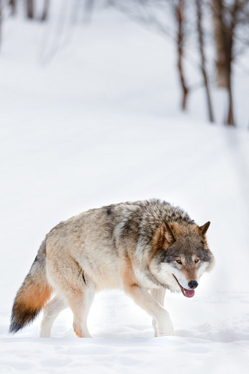 Canis Lupus strolling on snow at nature park