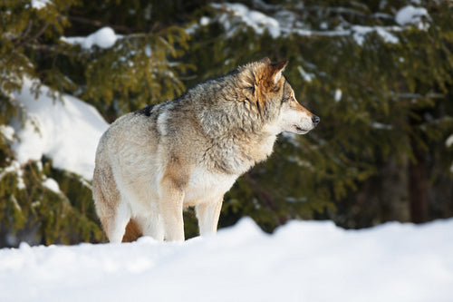 Wolf in winter forest