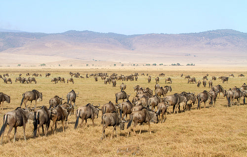 Herds of wildebeests walks in Ngorongoro