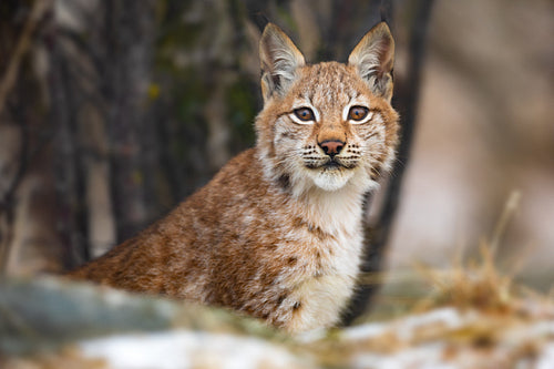 Eurasian lynx sitting in the forest at early winter