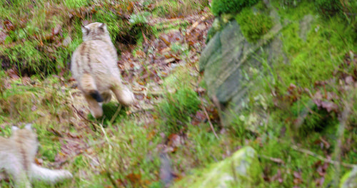 Two young and playfull lynx cat cubs running in the forest