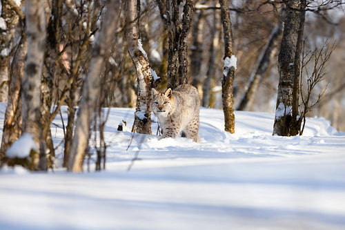 Alert lynx strolling on snow amidst bare trees