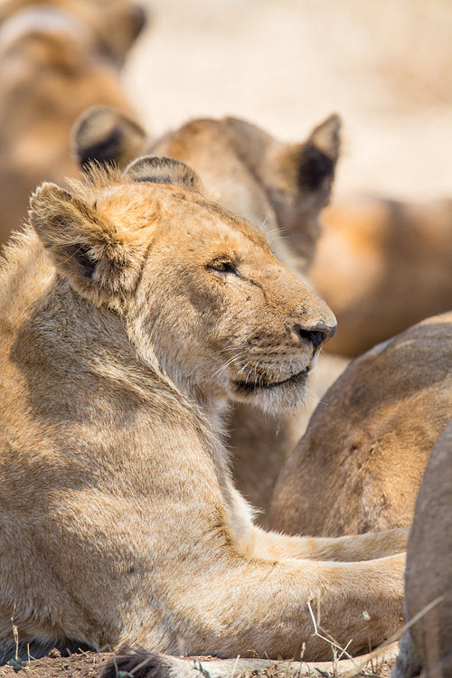 Lion pride rests in Serengeti