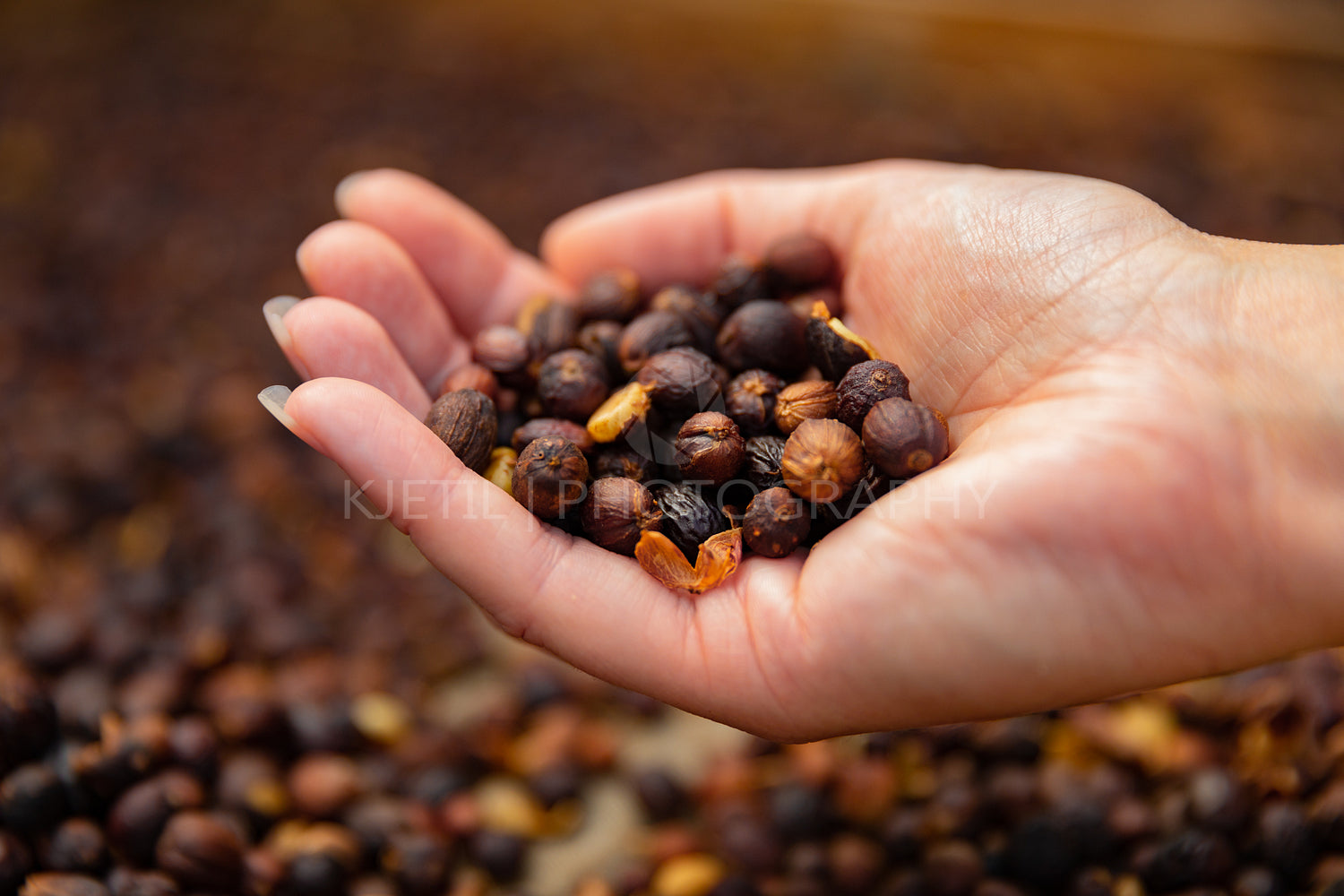 Close-up of female Employee Holding Organic Raw Coffee Beans