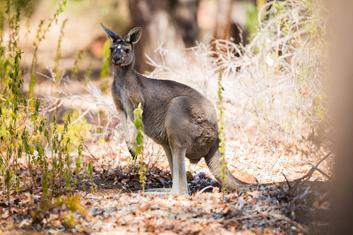 One kangaroo in the wild