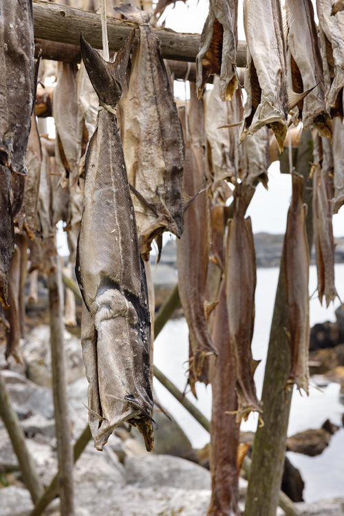 Close up of traditional cod fish drying on wooden racks in Lofoten Islands, Norway, Europe