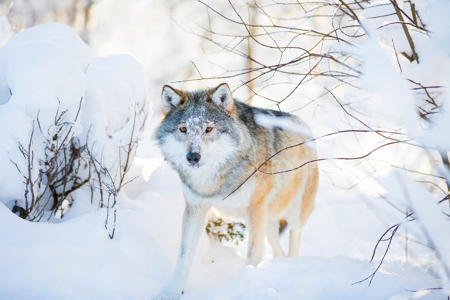 Wolf with wild eyes walking in the snowy winter forest