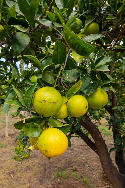 Close-Up Of One Organic Fresh Orange Hanging in Tree