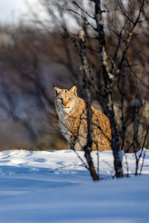 Alert lynx sitting on snow by bare trees in nature