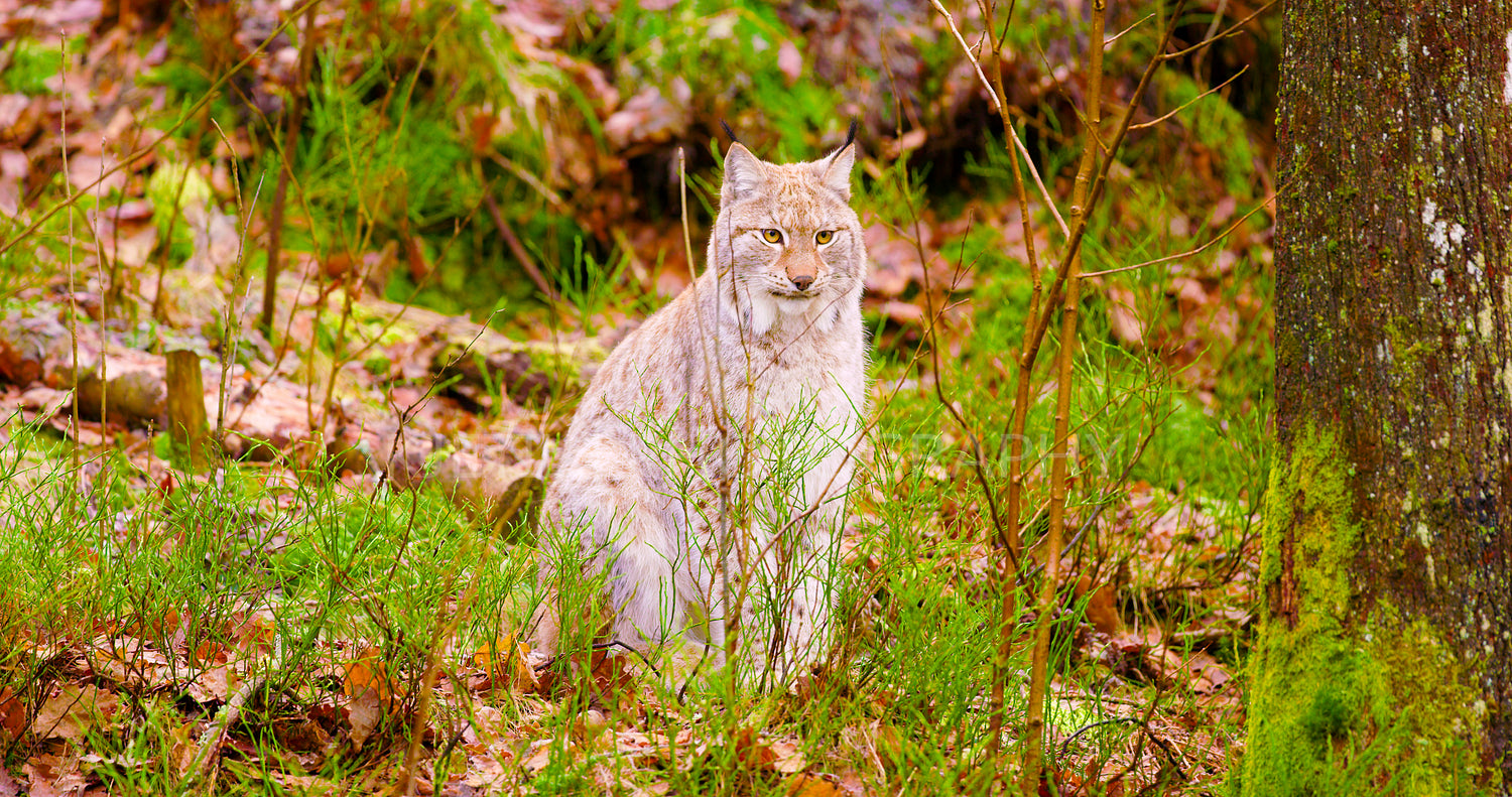 European lynx sits in the autumn forest