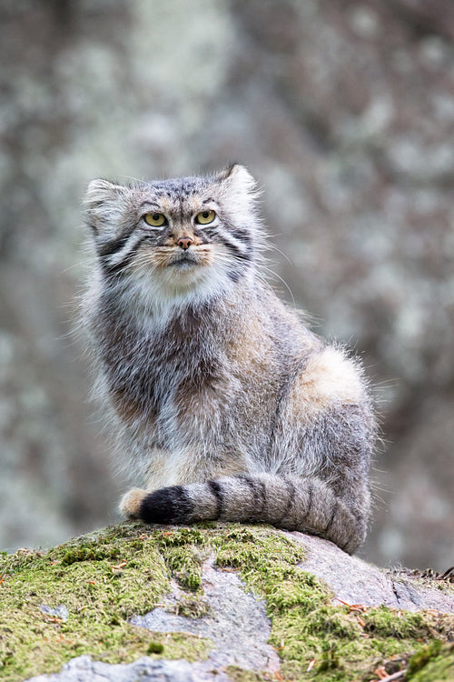 Pallas cat watching out