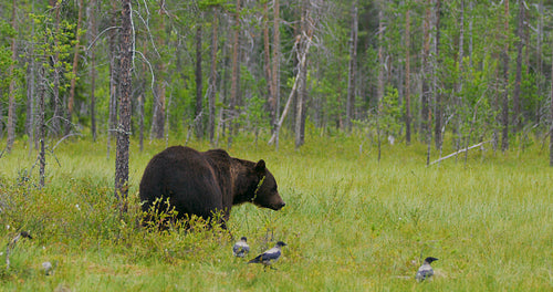Big adult brown bear walking free in beautiful nature