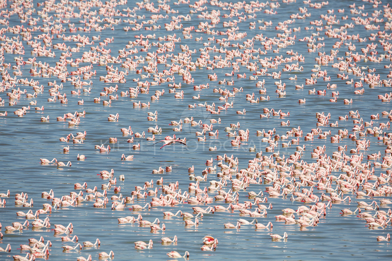 Large colony of pink flamingos in Africa