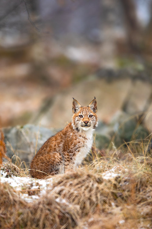 Beautiful eurasian lynx sits in the grass at winter