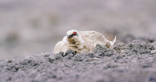 Close-up of Svalbard Ptarmigan grouse in the arctic