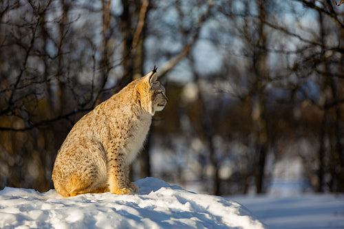 Eurasian lynx sitting on snow while looking away