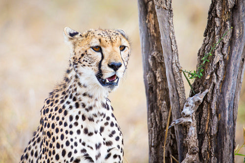 Cheetah looking after prey in Serengeti