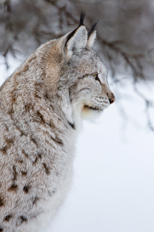 Potrait of young Lynx