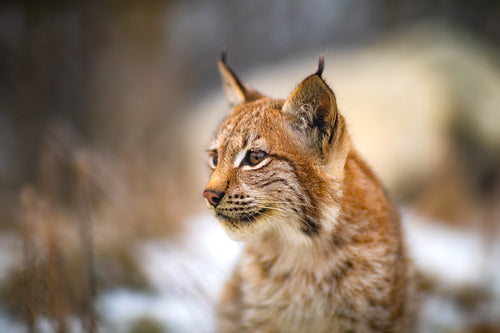 Portrait of eurasian lynx in the forest at winter looking for prey