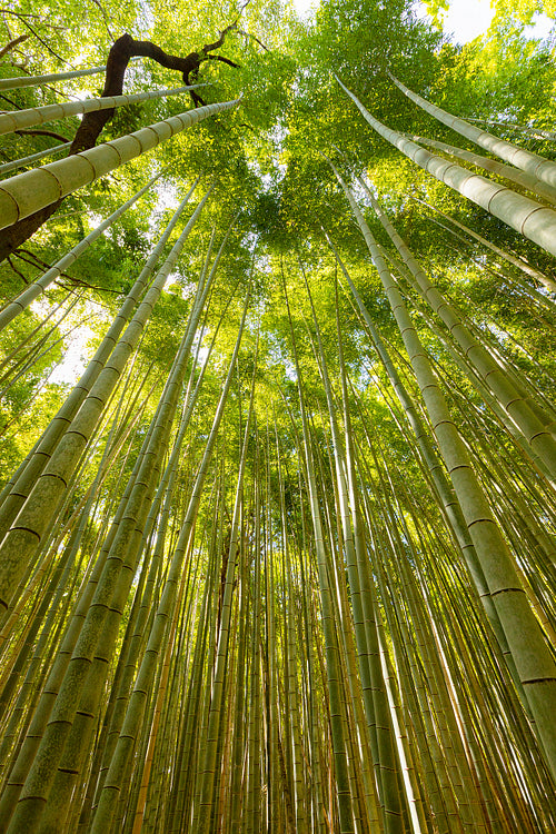 Low angle view of tall bamboos in forest