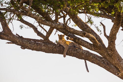 Leopard rests in a tree after meal