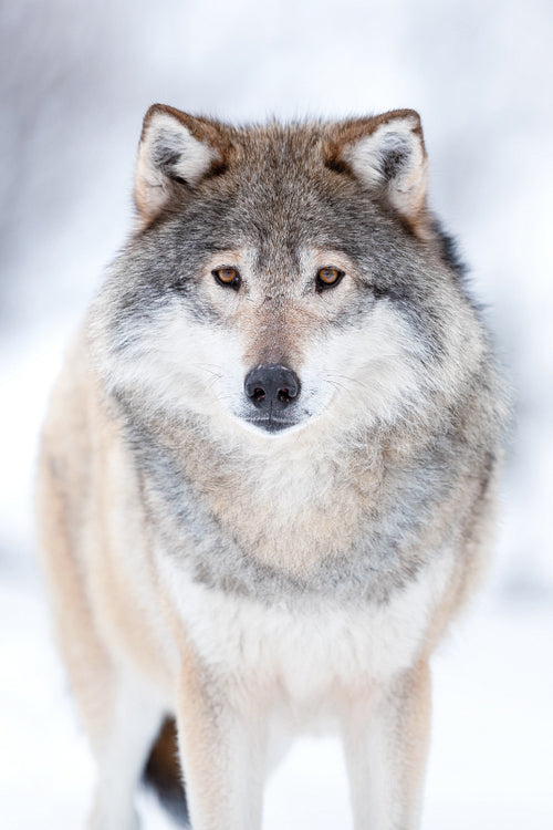 Eurasian wolf on field with snow during winter