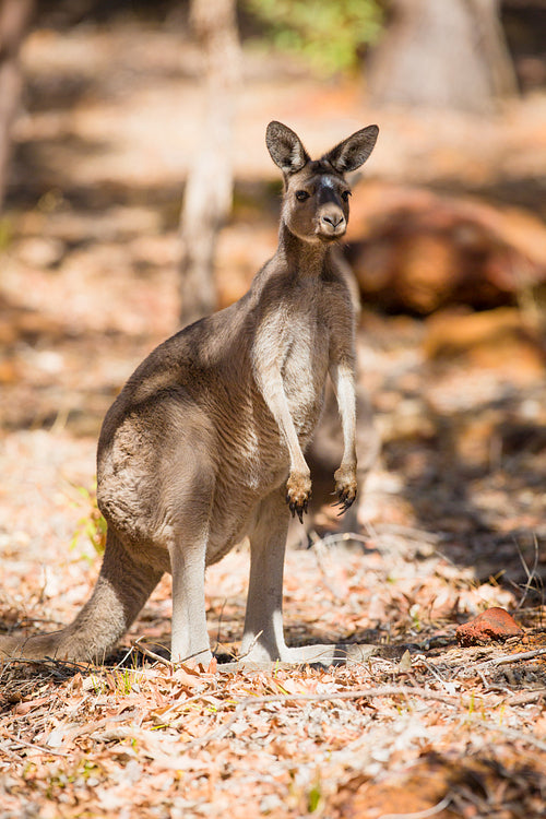 Standing kangaroo in the wild