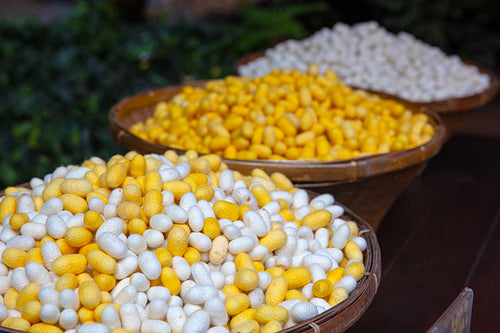 Yellow And White Silk Cocoons In Baskets