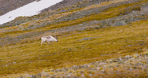 Reindeers grazing grass in the mountains at Svalbard