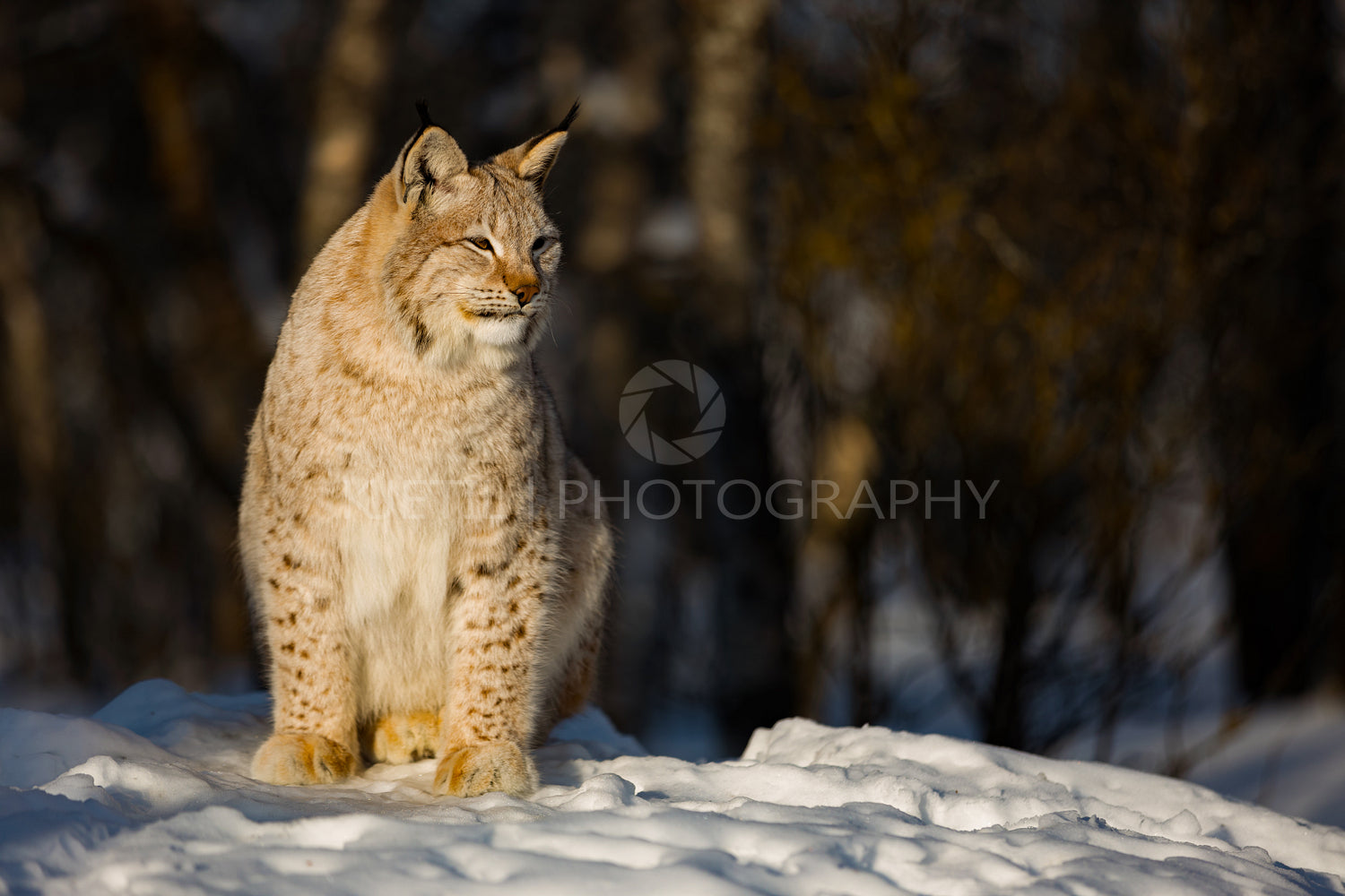 Lynx looking away while sitting on snow during sunny day