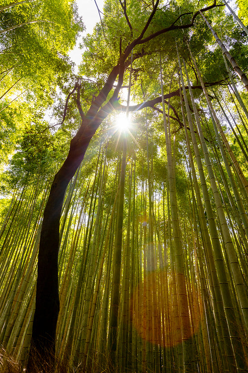 Low angle view of tree silhouette in a bamboo in forest on sunny day