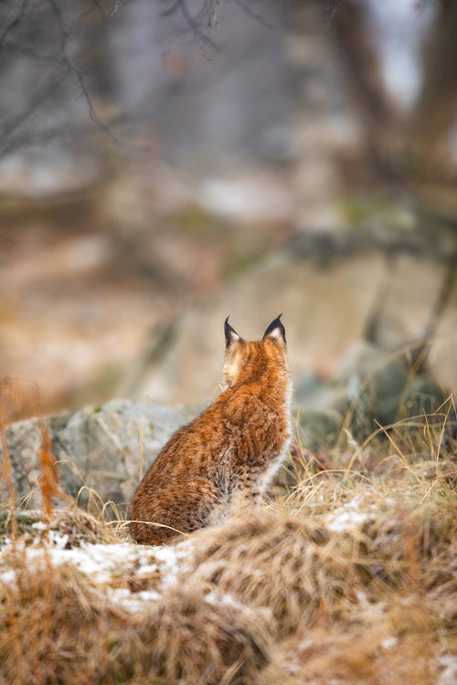 Eurasian lynx looking into the forest in winter