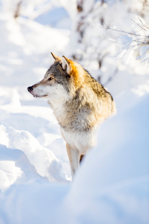Wolf stands in beautiful winter landscape
