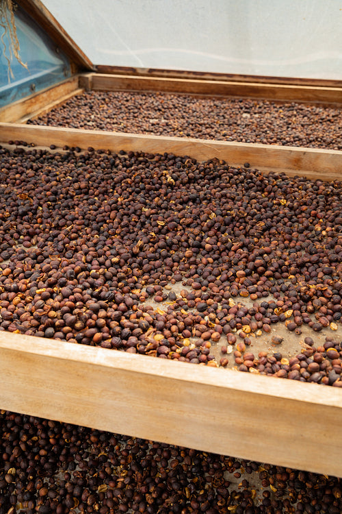 Close-up of Raw Coffee Beans Drying In Wooden Crate