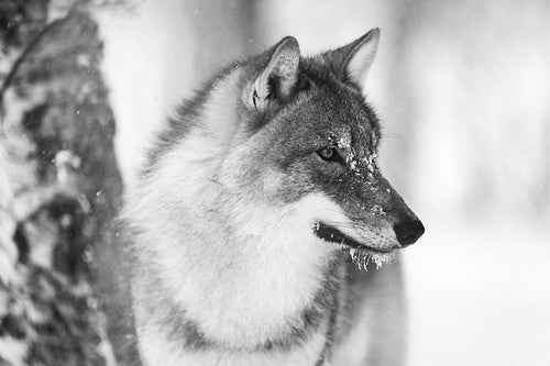 Closeup of focused wolf with wild eyes in the winter forest