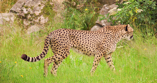 Cheetah walking in wilderness area