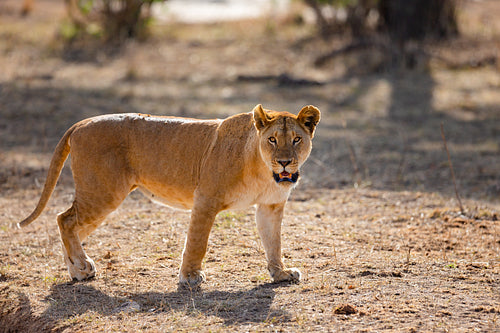 Wild large lion walks in Serengeti Africa