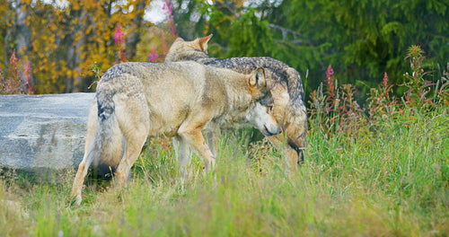 Two wolves in a wolf pack walking in the forest