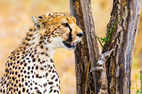 Cheetah sitting under tree and looking after enemies in Serengeti