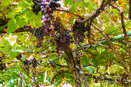Large Bunches of organic grapes for Wine Production Growing At Vineyard