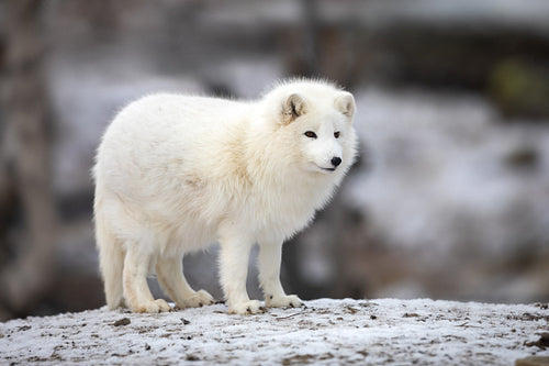 Arctic fox in white winter coat standing on a large rock