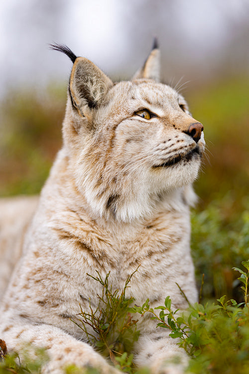 Close-up of a eurasian lynx lying in the forest